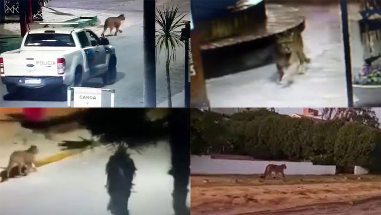 Dos pumas aterrorizan a Villa Gesell: suspendieron las clases