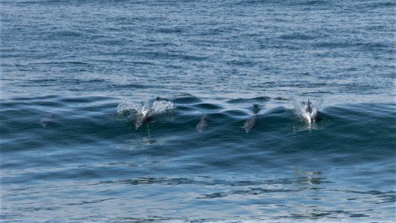 Mirá cómo una familia de delfines surfea las olas en Las Grutas
