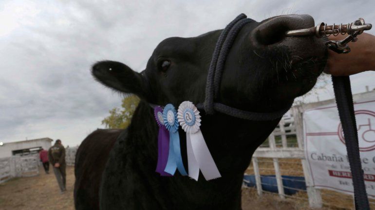 Arrancó la 20ª exposición ganadera de la comarca Viedma-Patagones.