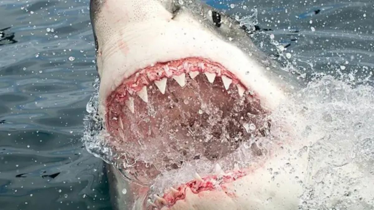 Hace 51 años, un tiburón atacó y mató a un adolescente en Playa Unión, Rawson. (Foto ilustrativa).