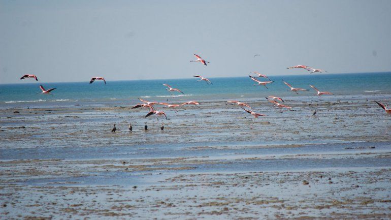 El turismo de avistaje de aves está creciendo en Las Grutas. Construyen un hotel para los visitantes.
