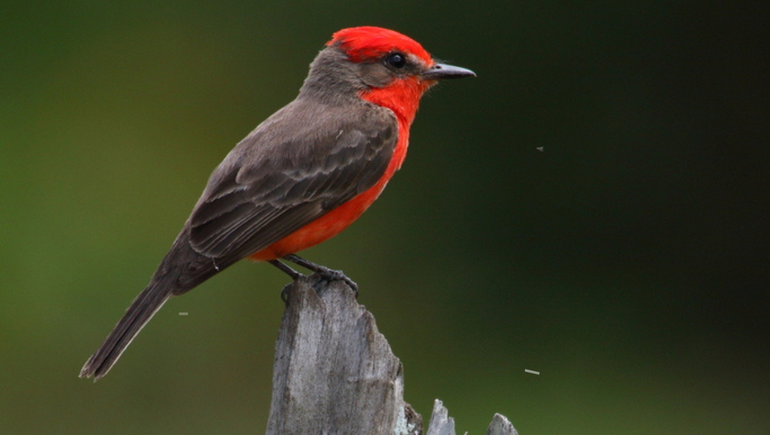 El ave se encuentra presente desde América del Norte hasta la provincia de Río Negro, como punto más austral.