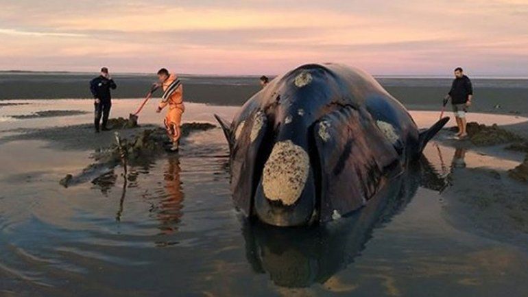 Intenso operativo para rescatar a una ballena varada en San Antonio Este