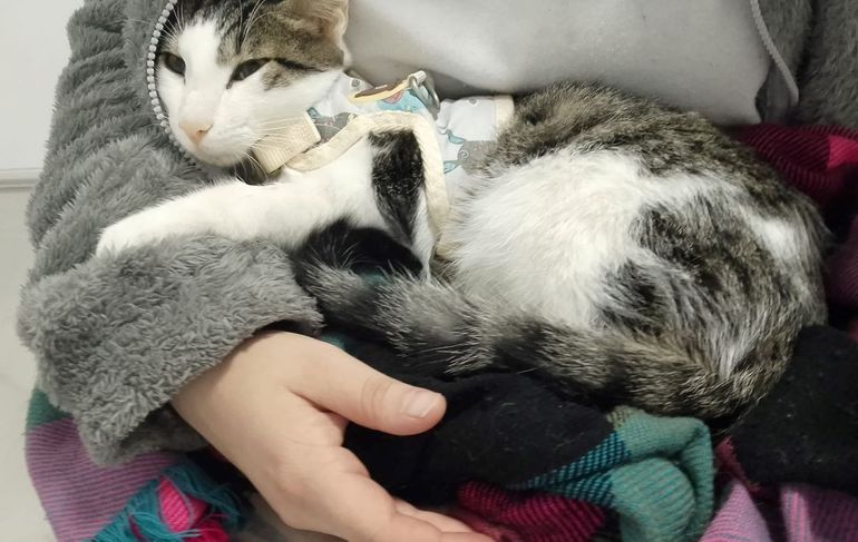 No se pudo comprobar qué perro atacó al gato. El caso quedó impune. Ocurrió en Río Colorado.&nbsp;