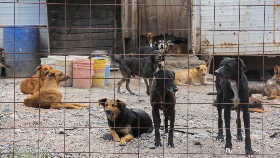 La política de castración es la más efectiva para evitar el crecimiento descontrolado de la población de perros y gatos en la ciudad.&nbsp;