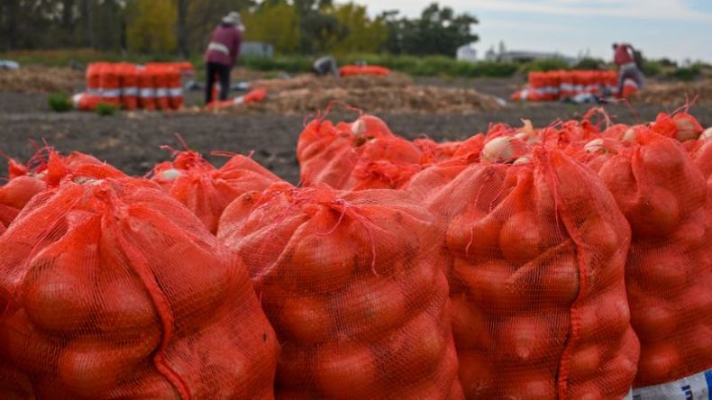 Las exportaciones de cebollas volvieron a mostrar un fuerte crecimiento.