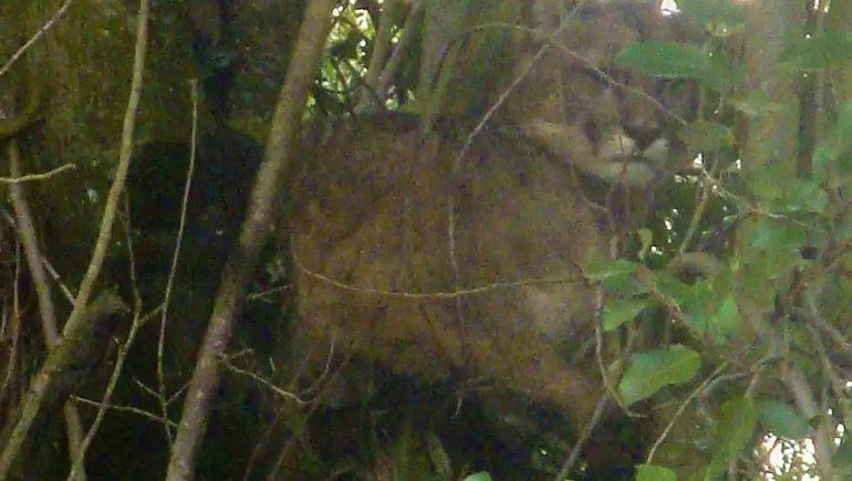 Buscan al puma que caminaba por el centro de Bariloche