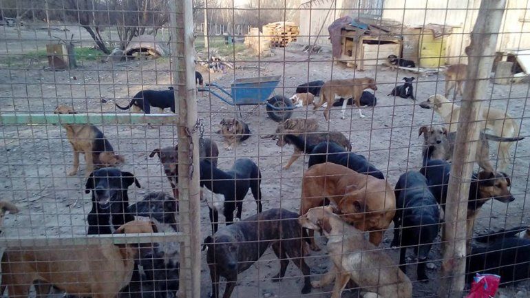 Continúan las denuncias por la realidad del refugio canino de la Isla Jordán.