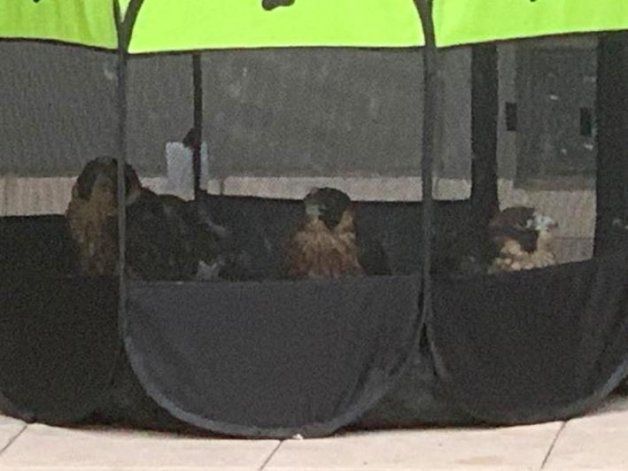 El halcón peregrino que rescataron se reunió con sus hermanos