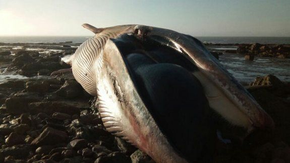 Apareció otra una ballena jorobada muerta cerca de El Cóndor