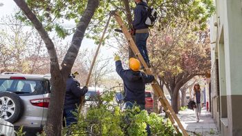 La Municipalidad de Cipolletti alertó sobre situaciones de poda no autorizada en diferentes barrios de la localidad.&nbsp;