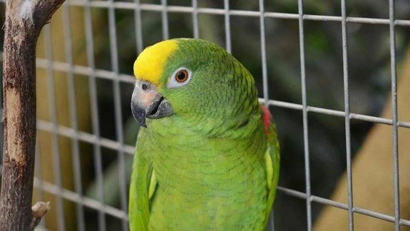 Gripe del loro: murió uno de los contagiados y hay preocupación