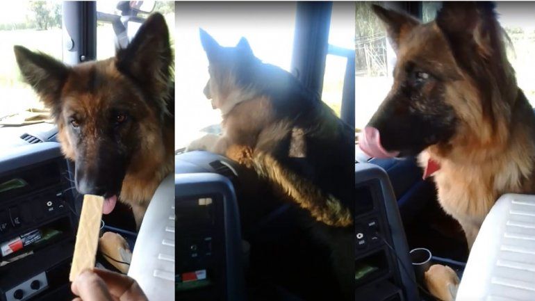 Pacha, la perra mochilera: viajó 1600 km sin querer para reencontrarse con su familia 
