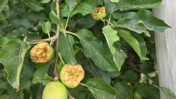 Los ataques de catas y loros ya provocan daños de hasta el 35% en los cultivos del Alto Valle, mientras los productores reclaman un plan regional de control que aún no llega.