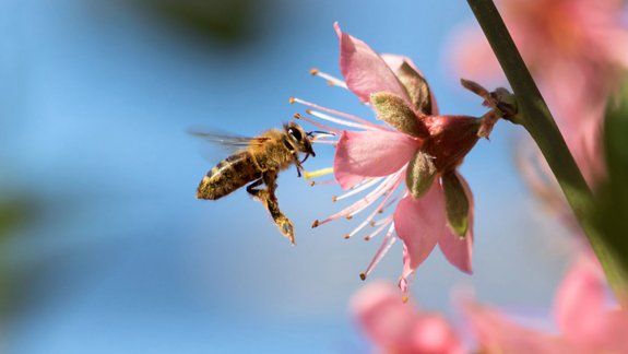 Alarma: ¿Están desapareciendo las abejas? 