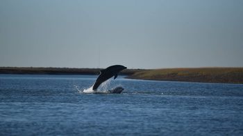 Fundación Cethus, la Universidad Nacional del Comahue y Fundación Por el Mar estudian cómo conservar al delfìn nariz de botella.