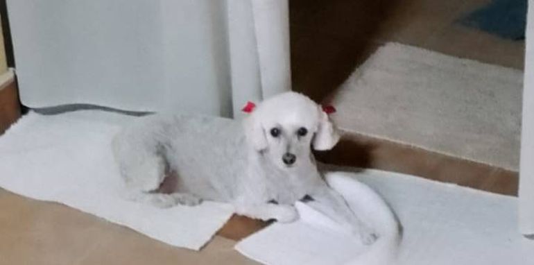 Paulita, una fiel compañera en los viajes en Motorhome y también en la casa valletana.