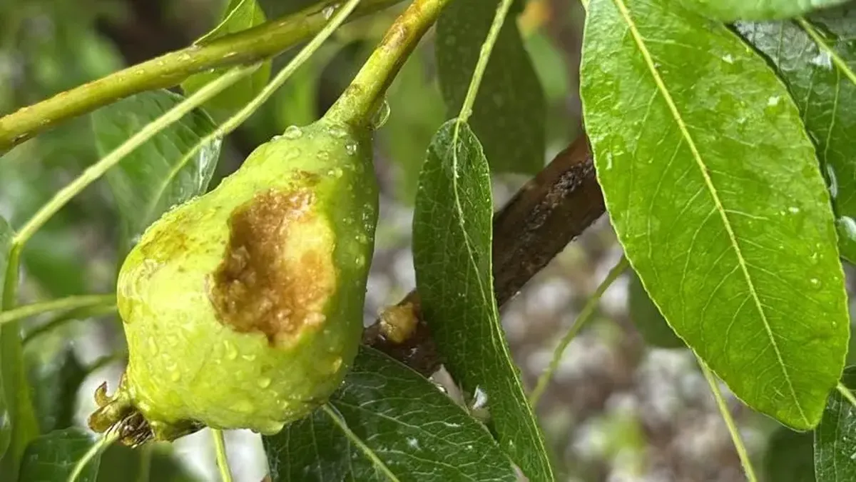 La Federación de Productores de Frutas de Río Negro y Neuquén exigió políticas públicas para mayor acceso a la malla antigranizo.&nbsp;