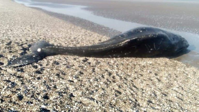 Apareció una ballena muerta en Las Conchillas