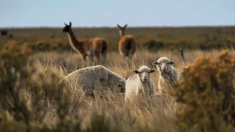 ¿Es posible lograr una convivencia entre guanacos y ovinos? Foto: WCS.