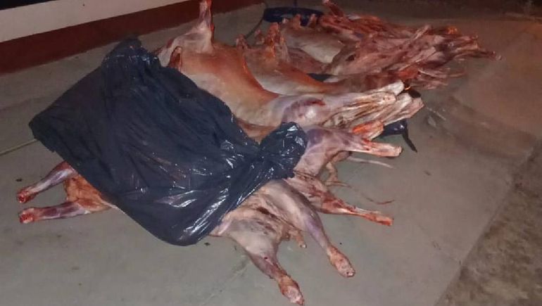 Los controles realizados durante la madrugada permitieron decomisar 25 ovinos en total.&nbsp;