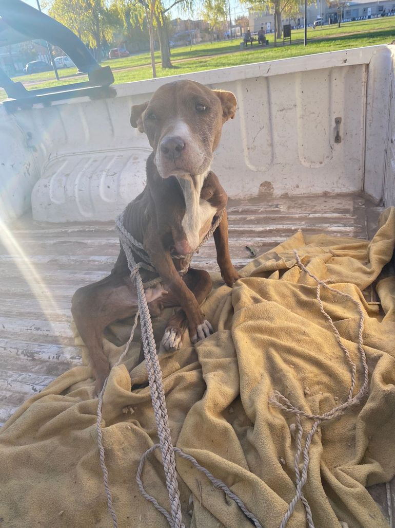 El animal venía con seguimiento desde el año pasado por personal de zoonosis. La propietaria no siguió las recomendaciones, por lo que se decidió avanzar en la denuncia en fiscalía.