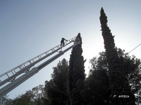 Gato en apuros fue salvado por bomberos en Oro