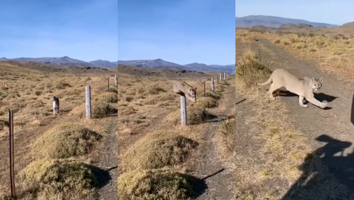 Cara a cara con dos pumas: el impactante video de un turista