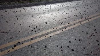Tucura Sapo, una plaga que se expande por la Patagonia y que genera alerta en toda la región. | LMCipolletti.com Tucura Sapo, una plaga que se expande por la Patagonia y que genera alerta en toda la región.