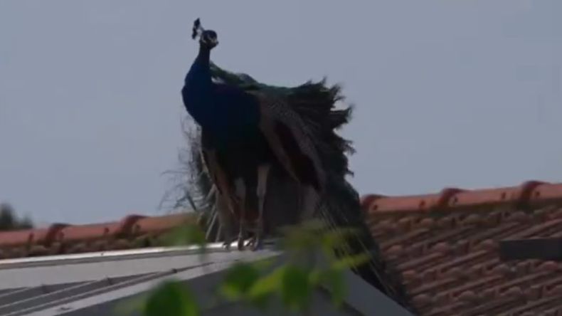 La presencia de los pavos reales se intensificó en los últimos años en el pueblo de Italia afectado por esta situación.