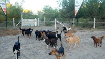 En el refugio canino de la Isla Jordán hay cientos de perros que necesitan más cuidado, alimentación y compromiso de la comunidad para adoptarlos. En el refugio canino de la Isla Jordán hay cientos de perros que necesitan más cuidado, alimentación y compromiso de la comunidad para adoptarlos.