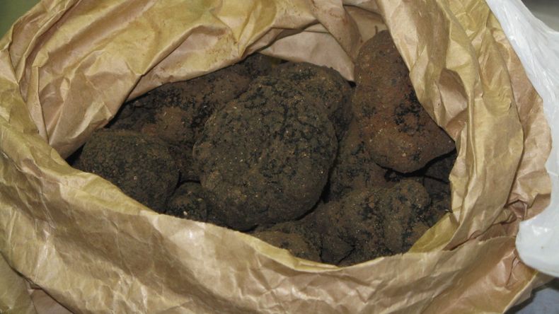 La trufa negra, el diamante negro de la gastronomía mundial, puede producirse en suelo patagónico con el manejo adecuado. | LMCipolletti.com La trufa negra, el diamante negro de la gastronomía mundial, puede producirse en suelo patagónico con el manejo adecuado.