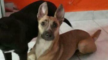 buscan por cielo y tierra a nieves, una perrita rescatada que desaparecio en el barrio brentana