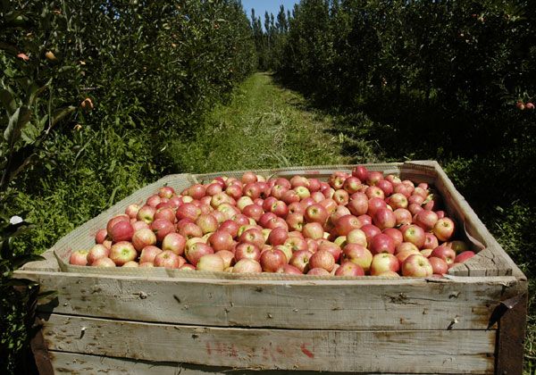 Productores venderán directamente su fruta