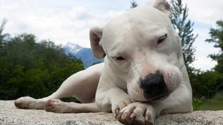 No podía pagar el tratamiento de la perra y se la sacaron