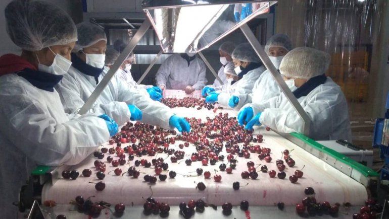 Gobierno y empresas preparan la cosecha de cerezas