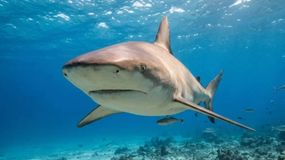 El monitoreo permitió identificar tres especies de tiburones en la costa rionegrina. | LMCipolletti.com El monitoreo permitió identificar tres especies de tiburones en la costa rionegrina.