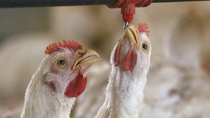 la perdida del poder adquisitivo genera mas demanda de pollos: rio negro lidera la produccion en la patagonia