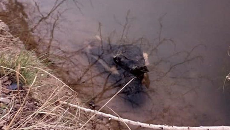 Bronca: encontraron la cabeza de un caballo tirada en un desagüe