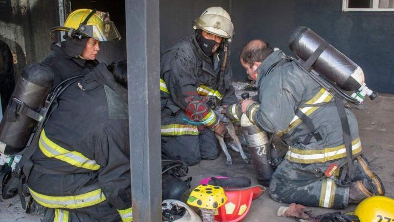 Bomberos le hicieron RCP a un perrito rescatado de un incendio y le salvaron la vida