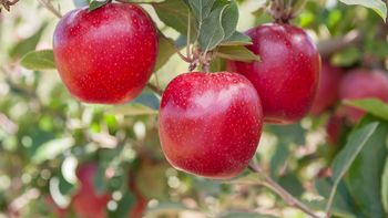 Tras años de ajuste, la manzana chilena vuelve a crecer con fuerza: más volumen, mejores precios y nuevos destinos internacionales. | LMCipolletti.com Tras años de ajuste, la manzana chilena vuelve a crecer con fuerza: más volumen, mejores precios y nuevos destinos internacionales.