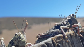 Se espera que la tucura permanezca en la zona al menos hasta fin de este mes. | LMCipolletti.com Se espera que la tucura permanezca en la zona al menos hasta fin de este mes.