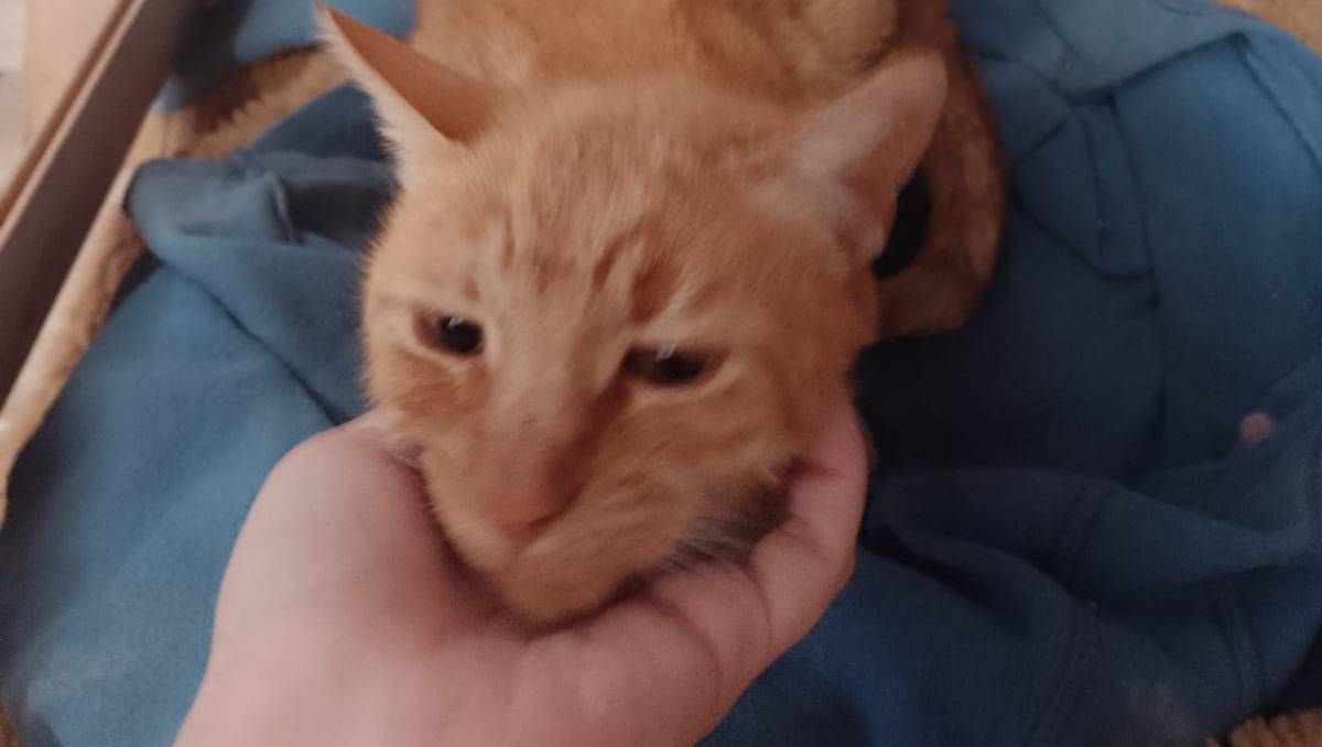 Pomelo, la gata que necesita ayuda urgente.