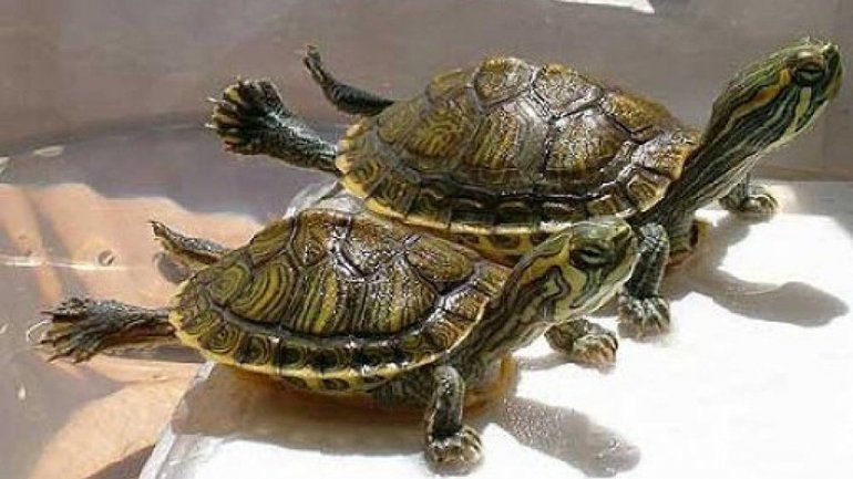 Recuperan tortugas y cardenales y vuelven a su hábitat