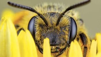 la ciencia demostro que las abejas pueden resolver rompecabezas