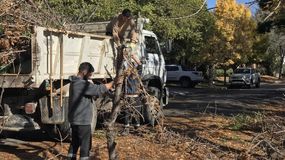 Desde el Municipio de Cipolletti lanzaron una alerta ante la poda de árboles en la ciudad. Foto: Gentileza.
