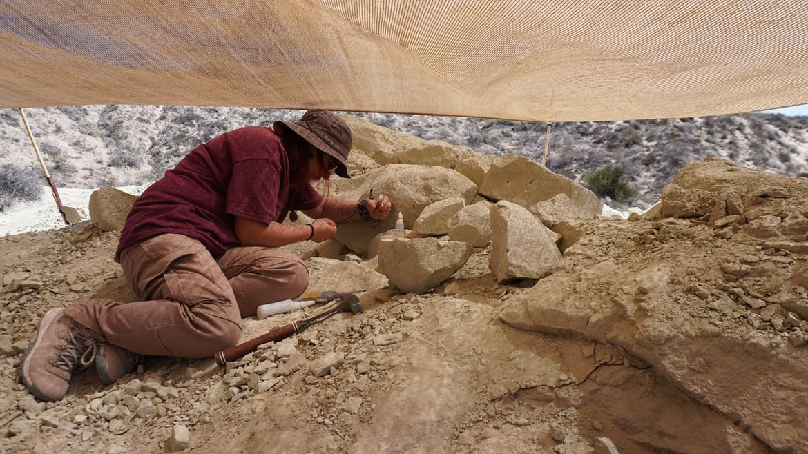 El hallazgo se confirmó en la Formación Allen. Foto: Gentileza. | LMCipolletti.com El hallazgo se confirmó en la Formación Allen. Foto: Gentileza.