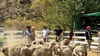 Las autoridades recomendaron apuntar a la calidad en vez de a la cantidad, para aliviar los campos en tiempos de sequía. | LMCipolletti.com Las autoridades recomendaron apuntar a la calidad en vez de a la cantidad, para aliviar los campos en tiempos de sequía.
