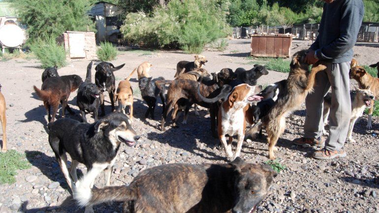 Cercarán el refugio para que los perros no se fuguen