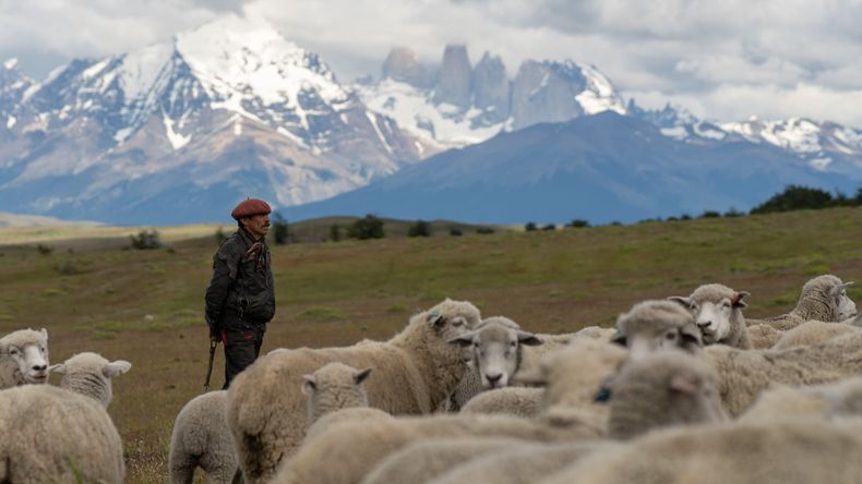 El potencial de la producción ovina de calidad en Neuquén es muy alto.